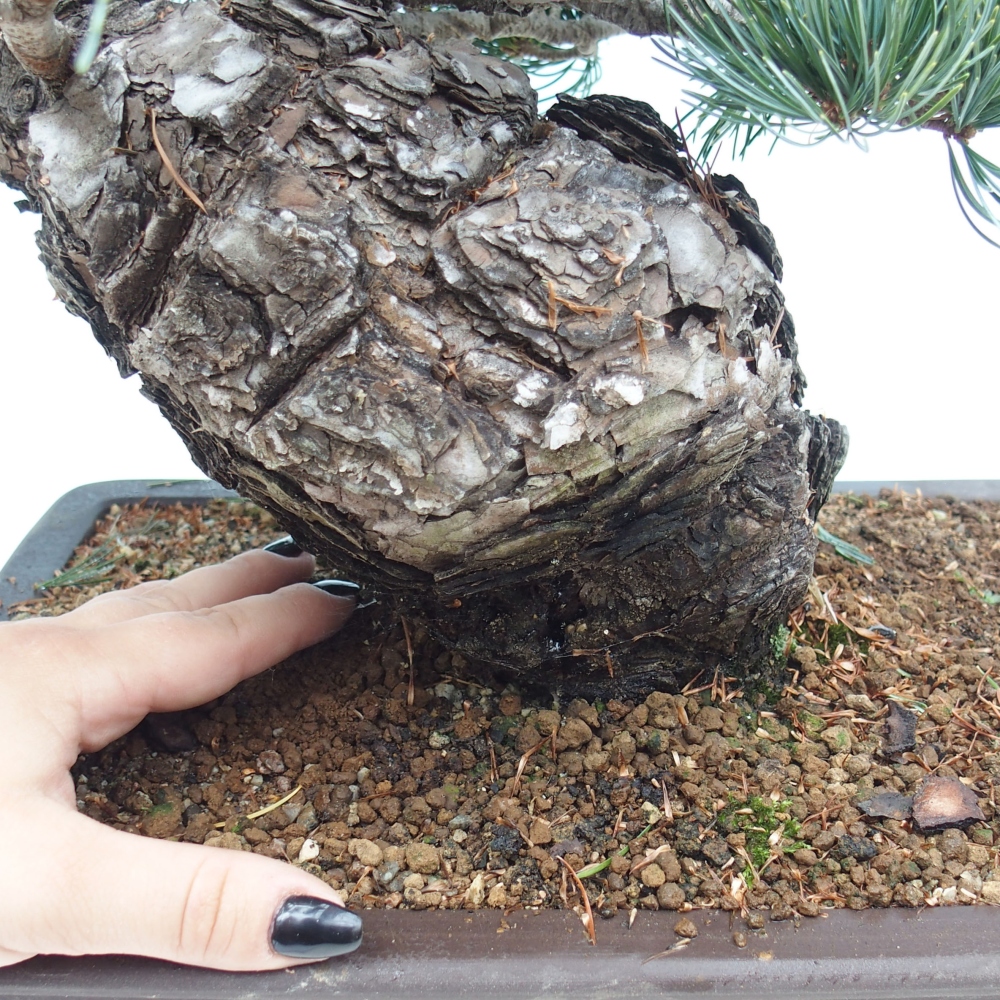 Bonsai da esterno - Pinus parviflora - Pinus parviflora