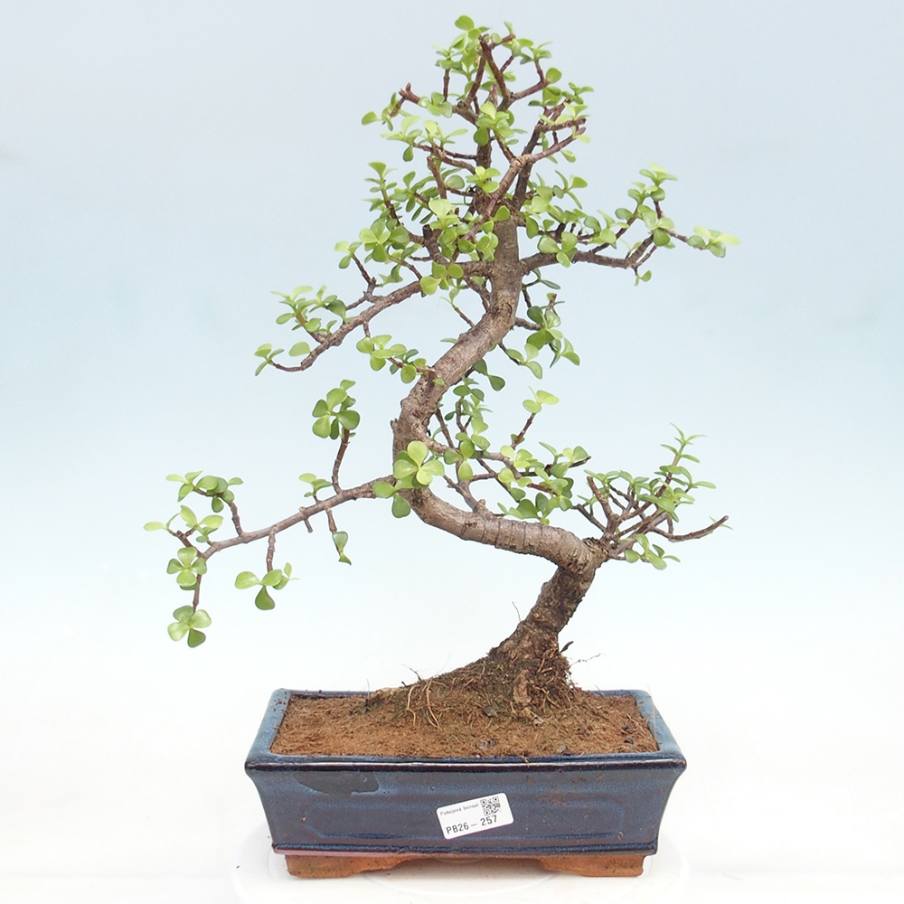 Camera bonsai - Portulakaria Afra - Tlustice