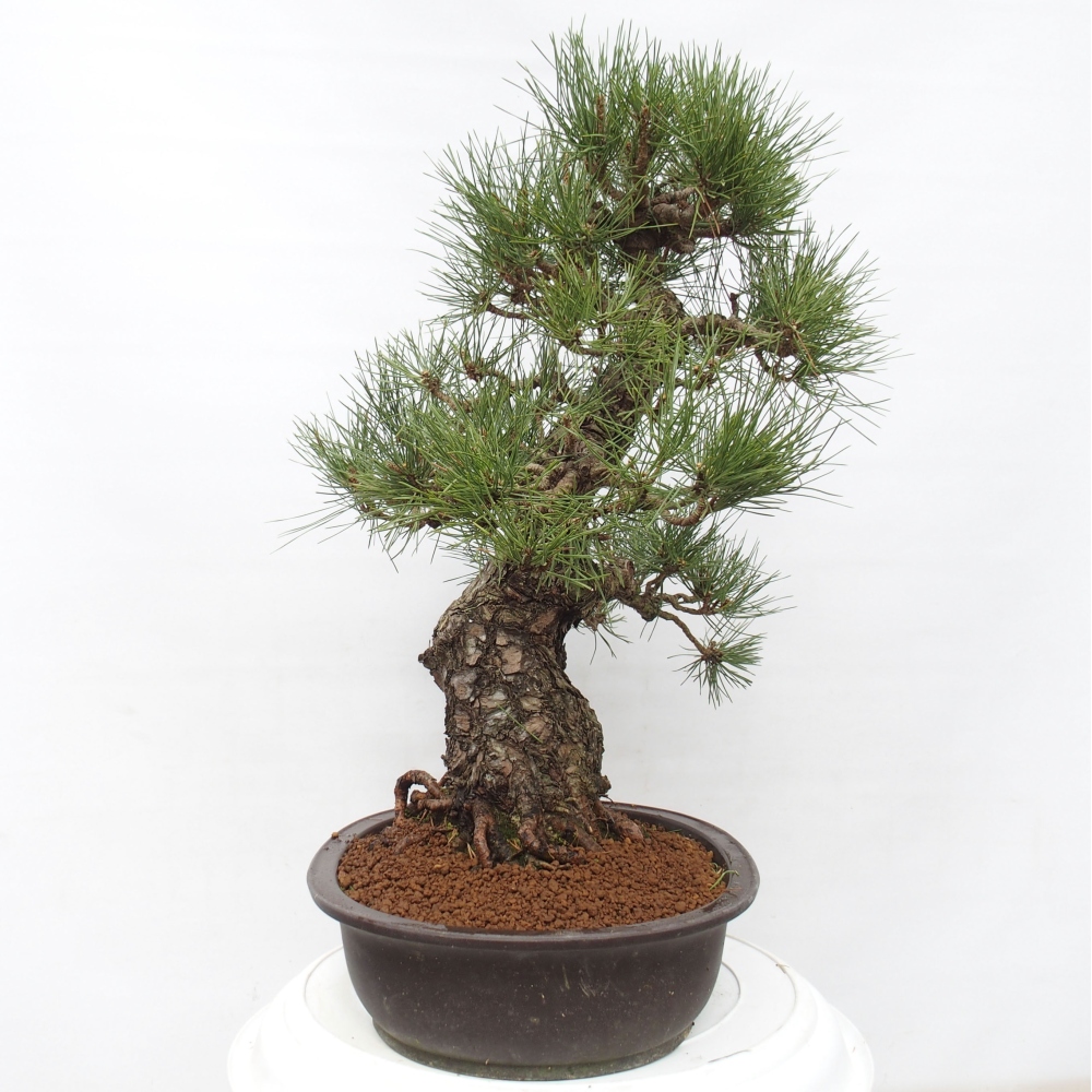 Bonsai da esterno - Pinus thunbergii - Pino di Thunberg