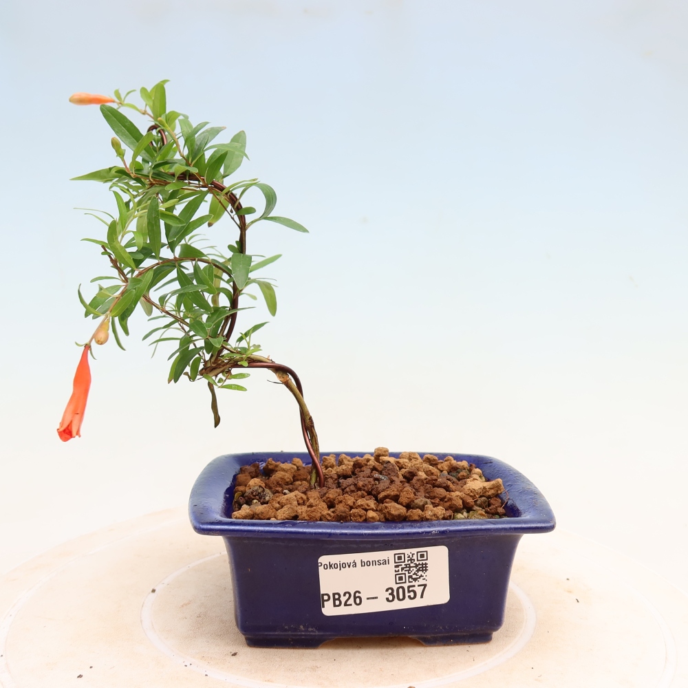 Camera bonsai-PUNICA granatum nana-Mela granata