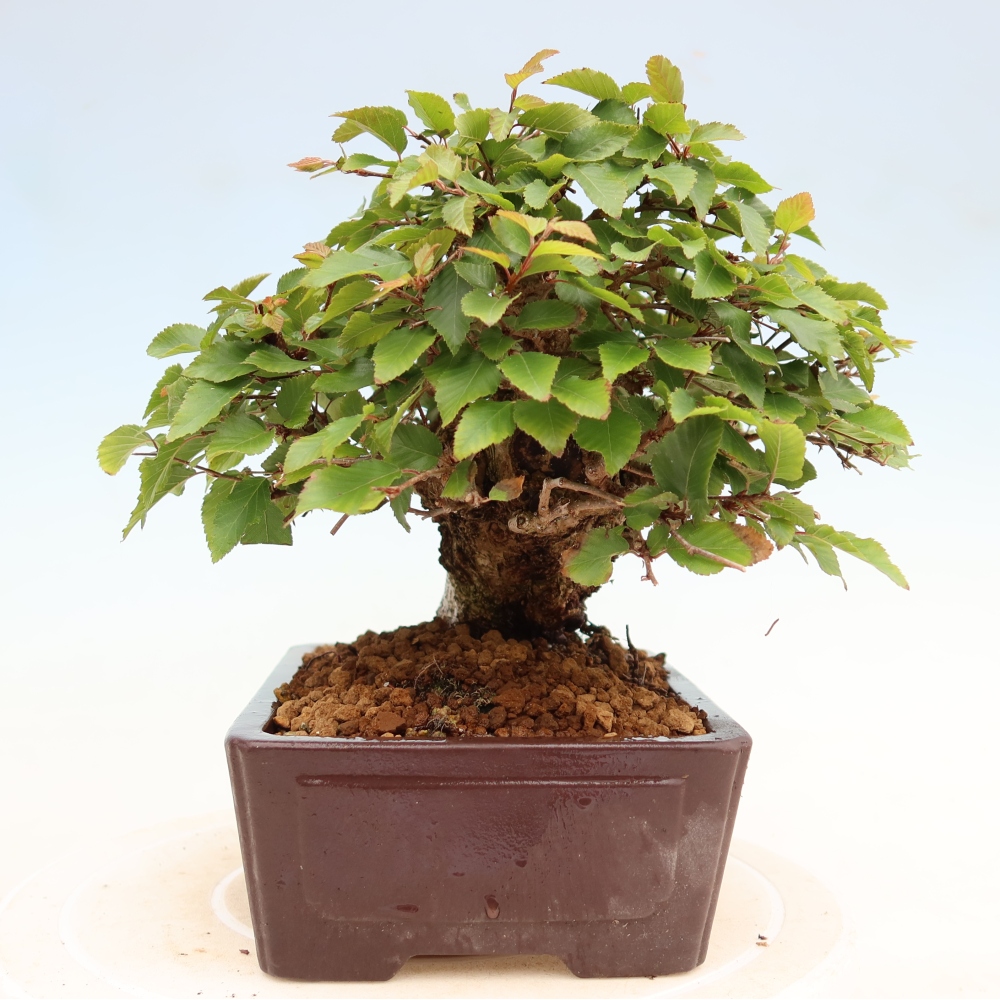 Bonsai da esterno -Carpinus Coreana - Carpino coreano
