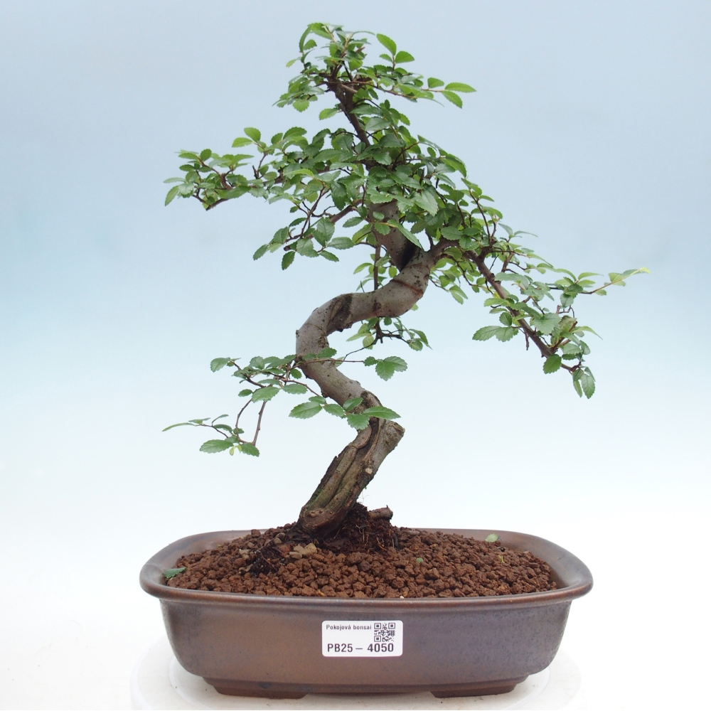 Camera bonsai - Ulmus parvifolia - Olmo a foglie piccole