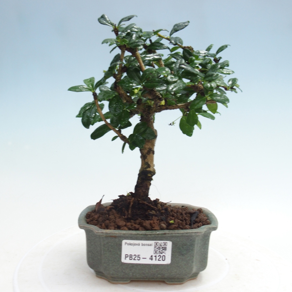 Camera bonsai - Carmona macrophylla - Tea fuki