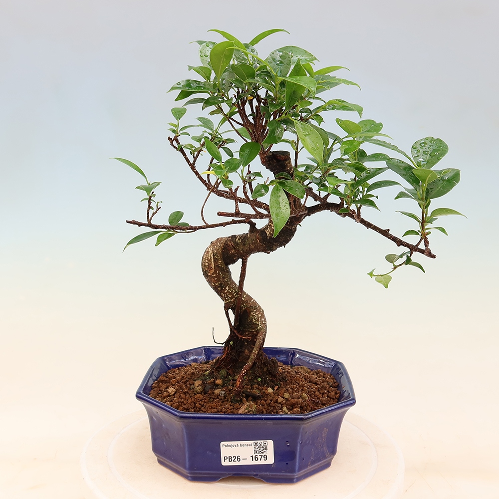 Camera bonsai - Ficus retusa - ficus a foglie piccole