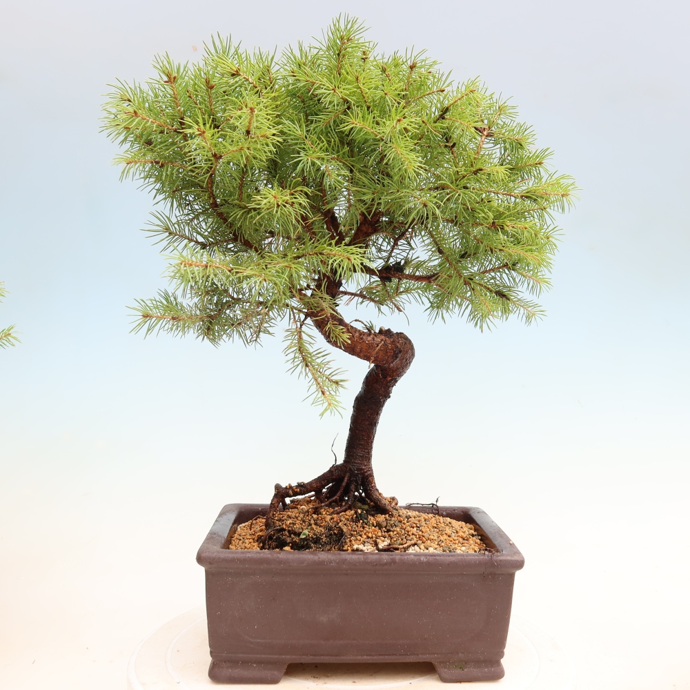 Bonsai da esterno - Abete grigio - Picea glauca globe