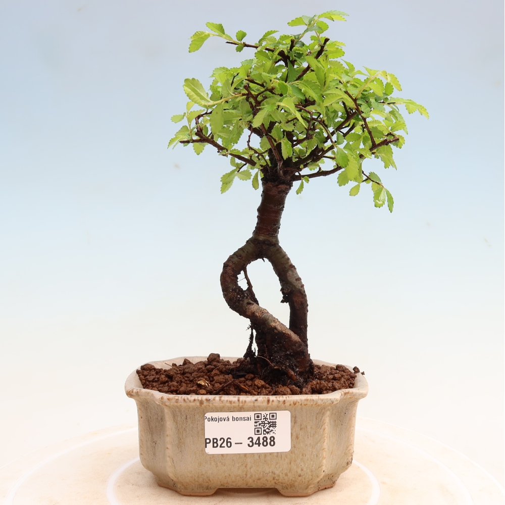 Camera bonsai - Ulmus parvifolia - Olmo a foglie piccole