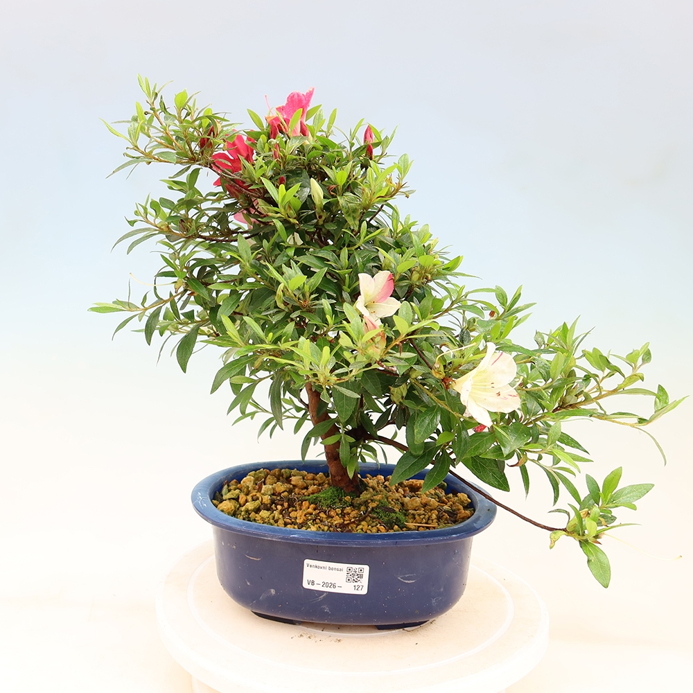 Bonsai da esterno - Azalea giapponese - Azalea Suigootome