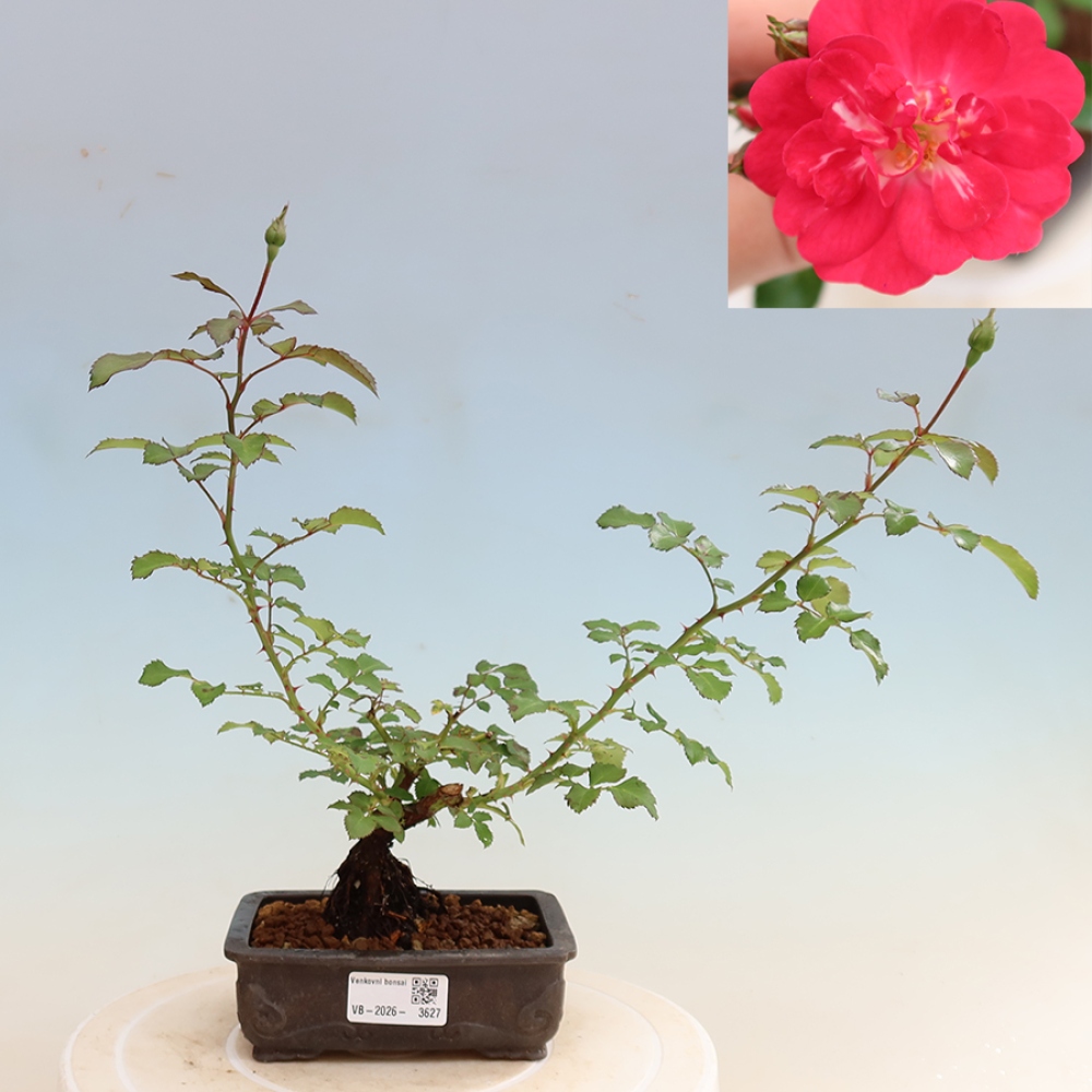 Bonsai da esterno - Rosa Kordes - rosa