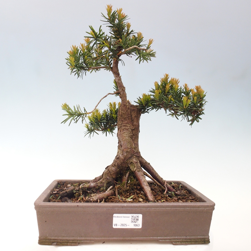Bonsai da esterno - Taxus cuspidata - Tasso giapponese