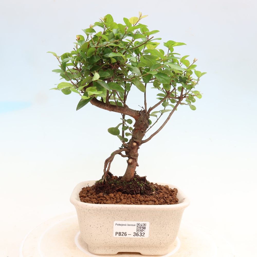 Camera bonsai - Sageretia thea - Sageretia thea