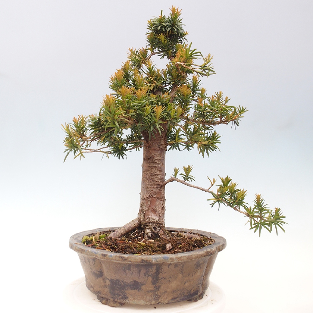 Bonsai da esterno - Taxus cuspidata - Tasso giapponese