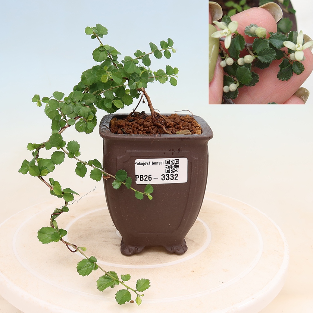 Camera bonsai - Grewia sp. - Grewia malafolia