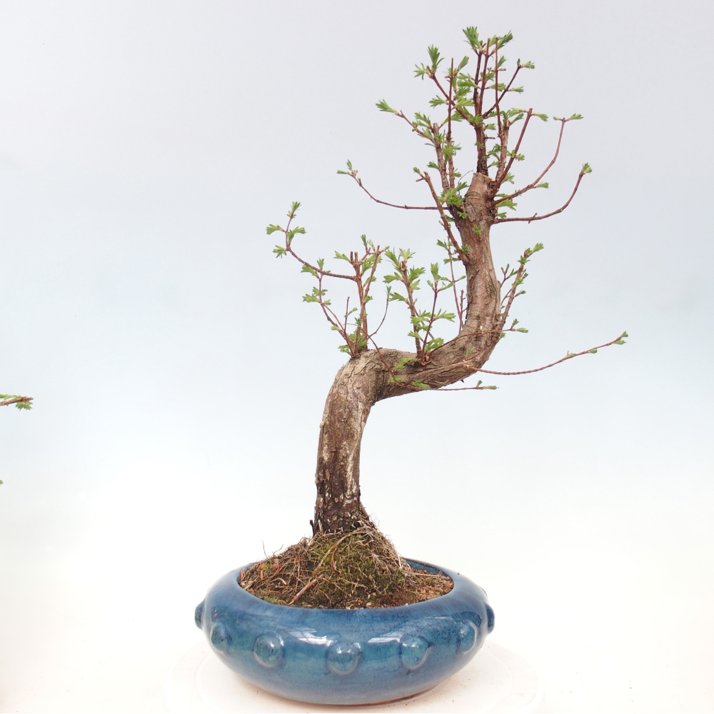 Bonsai da esterno - Metasequoia glyptostroboides - Metasequoia cinese