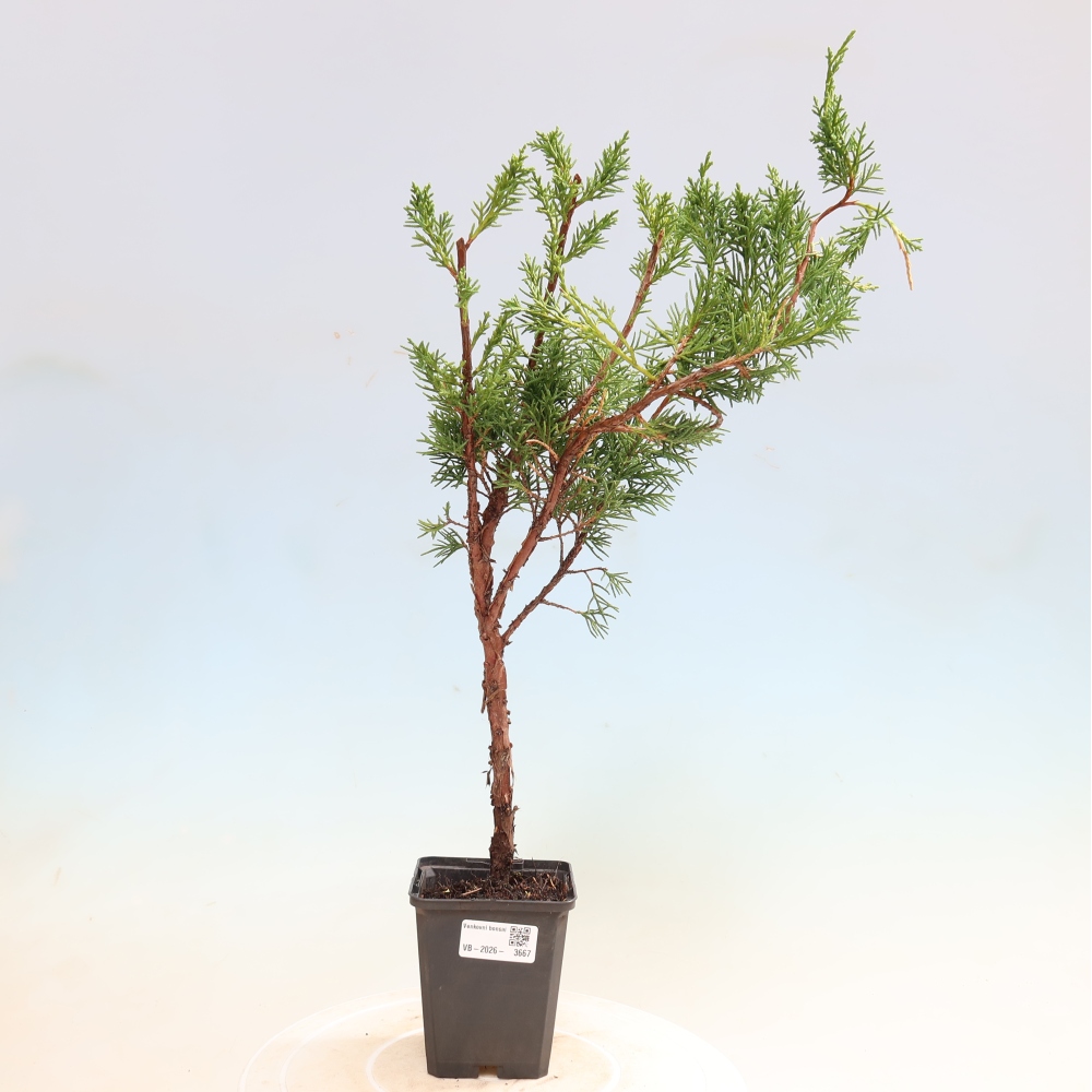 Bonsai da esterno - Juniperus chinensis Kishu
