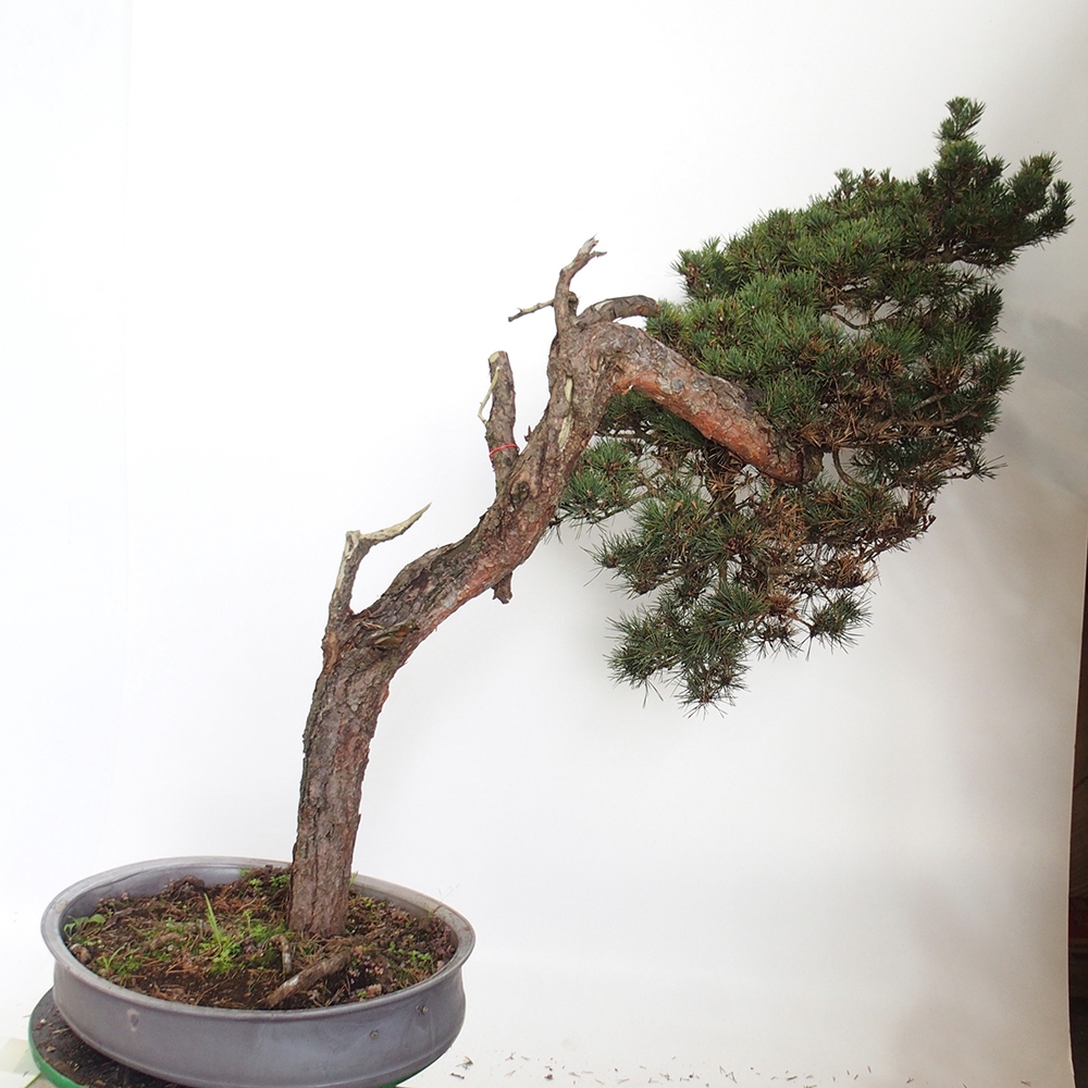 Yamadori - Pinus sylvestris Spagna