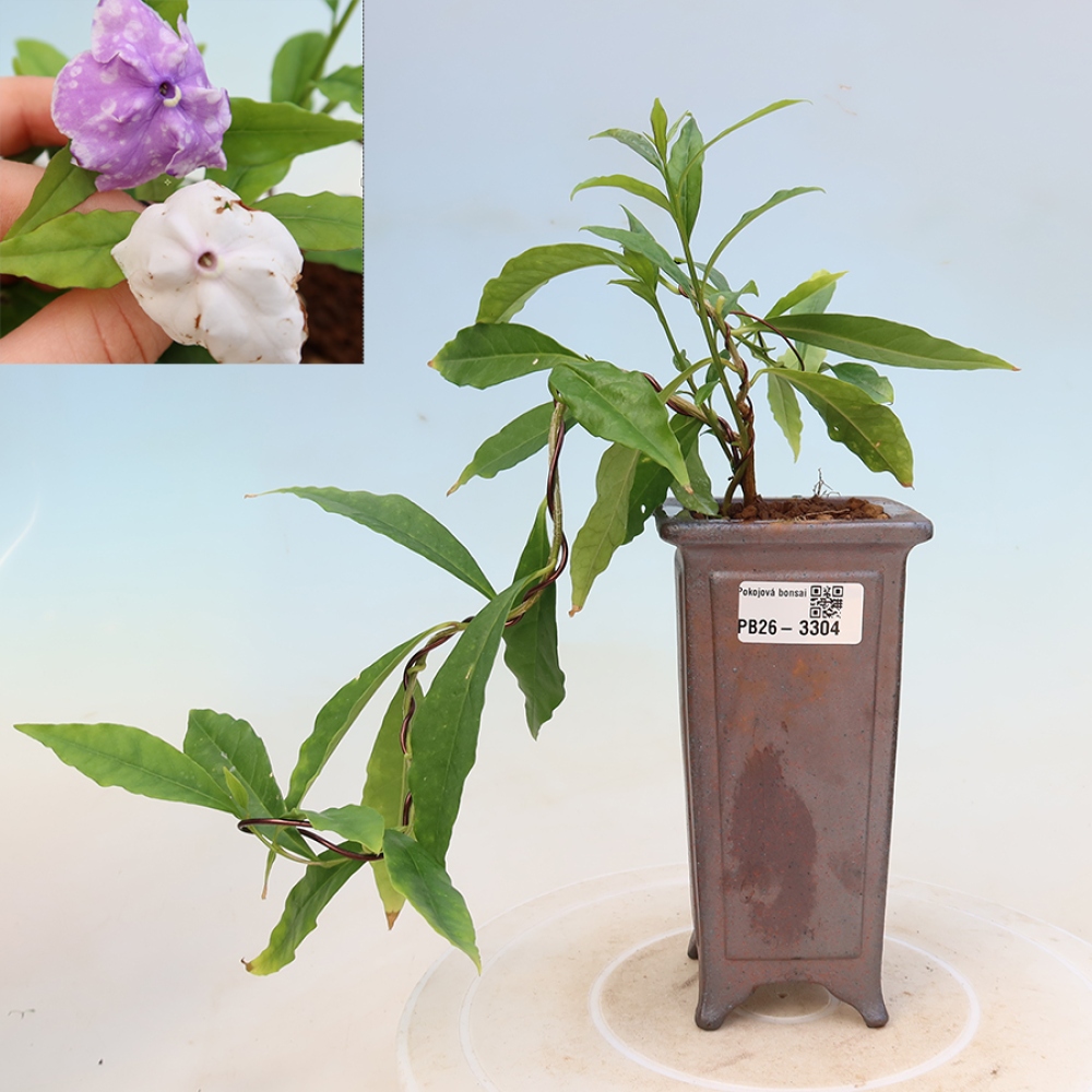 Bonsai da interno - Tanaman melati costa - Brunfelsia