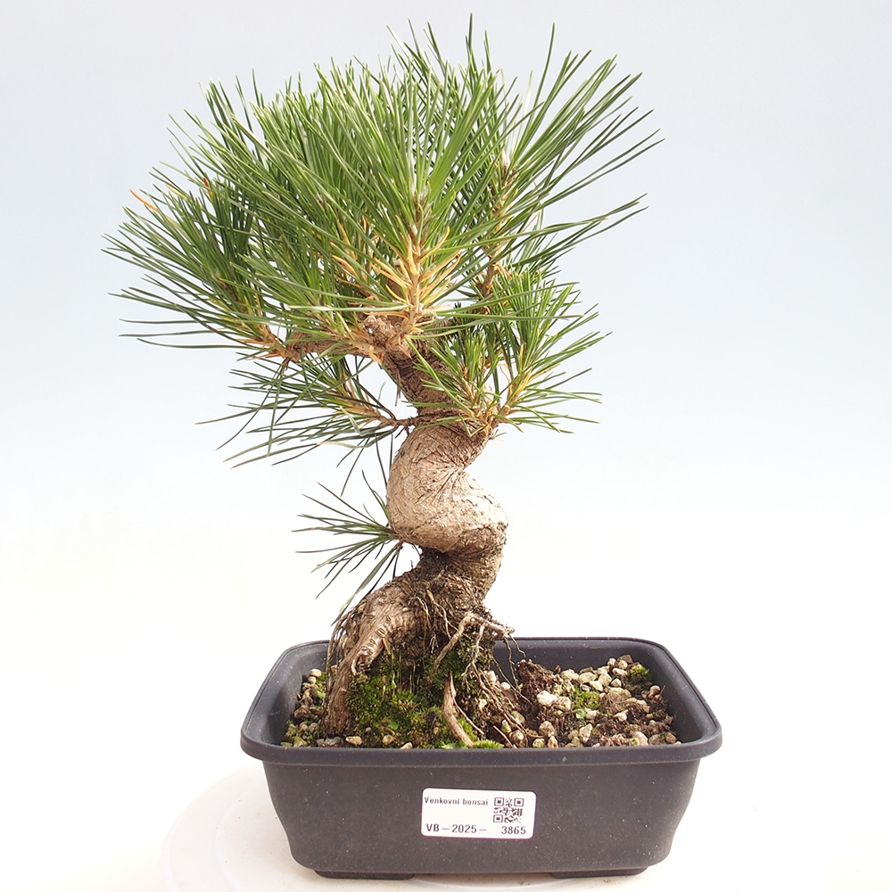 Bonsai da esterno - Pinus thunbergii - Pino di Thunberg