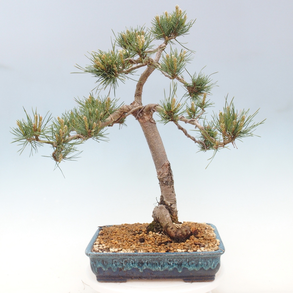 Bonsai da esterno - Pinus Sylvestris Watererri - Pino silvestre