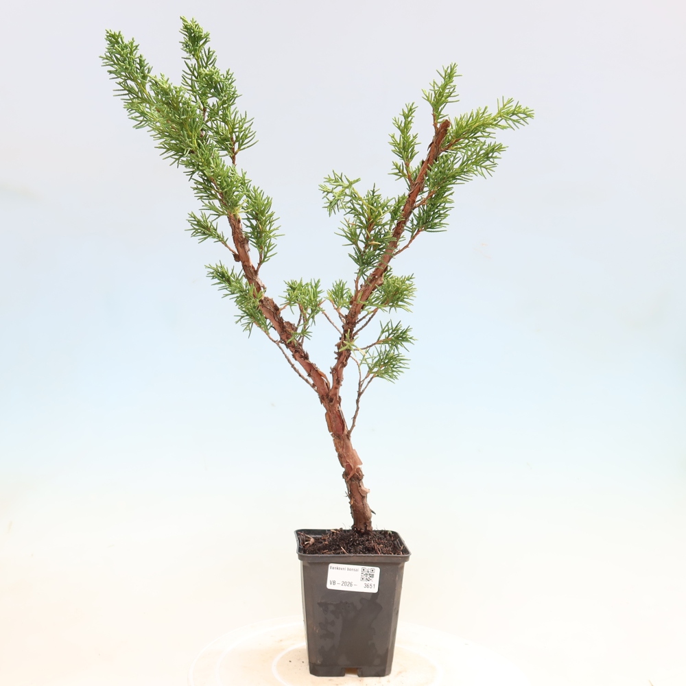 Bonsai da esterno - Juniperus chinensis Kishu