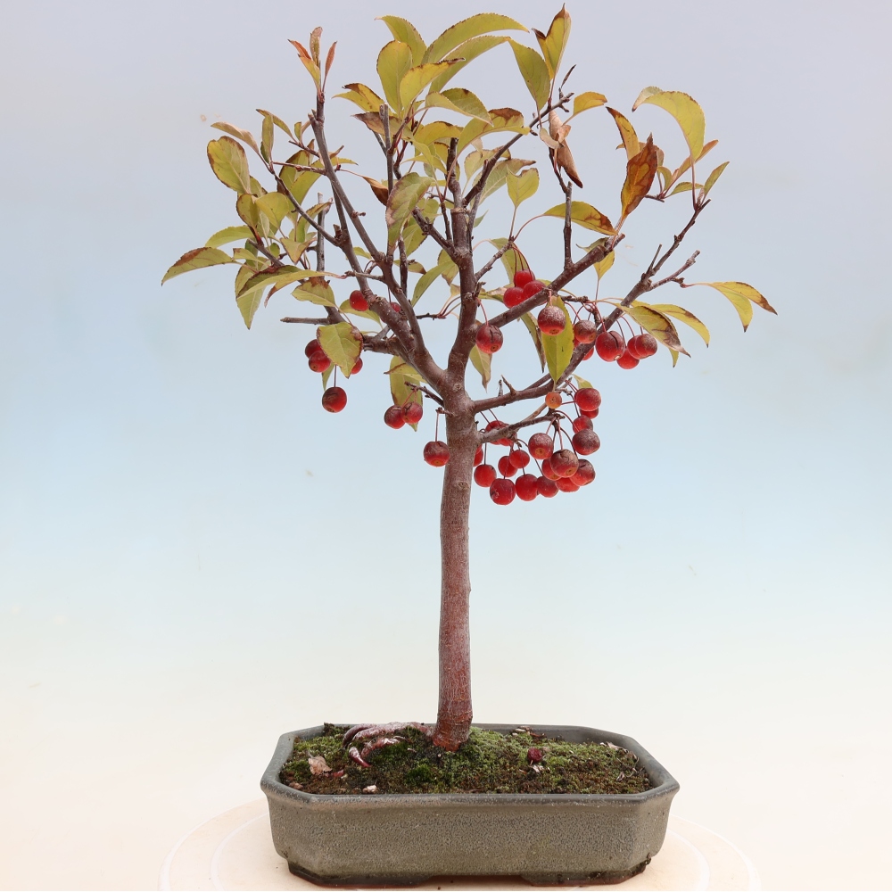 Bonsai da esterno -Malus domestica - Melo a piccoli frutti a foglie rosse