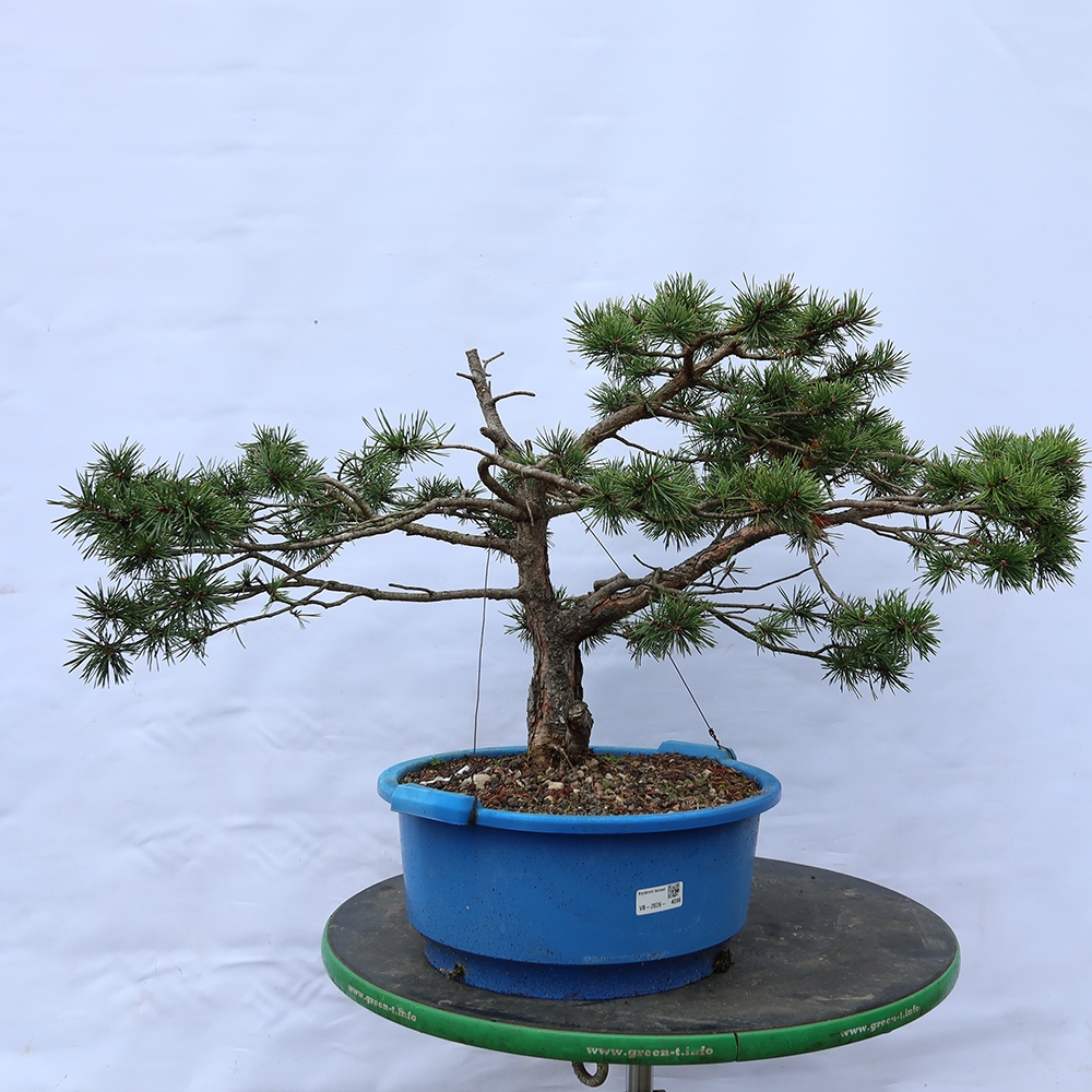 Pinus sylvestris Spagna - pino silvestre