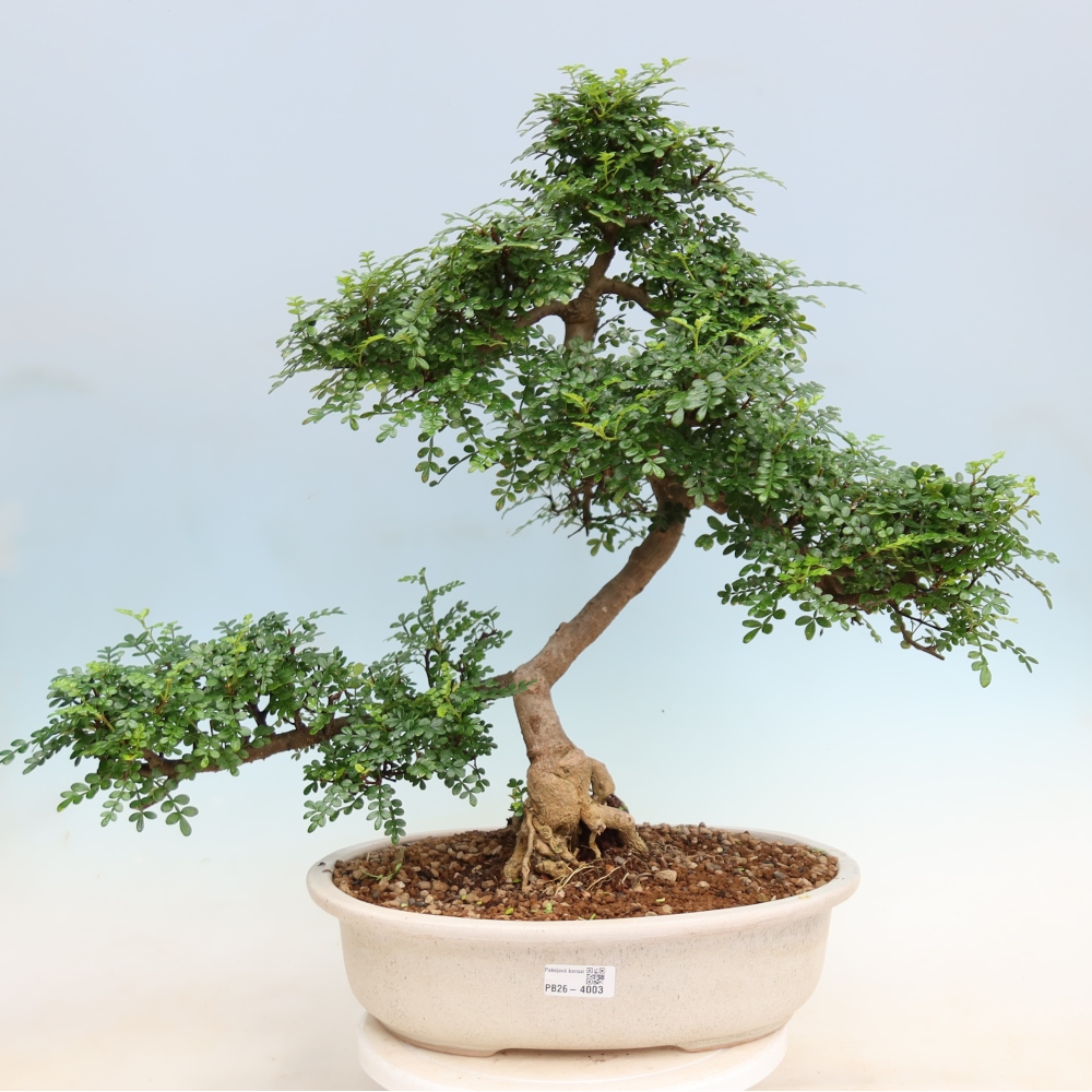 Camera bonsai - Zantoxylum piperitum - albero del pepe