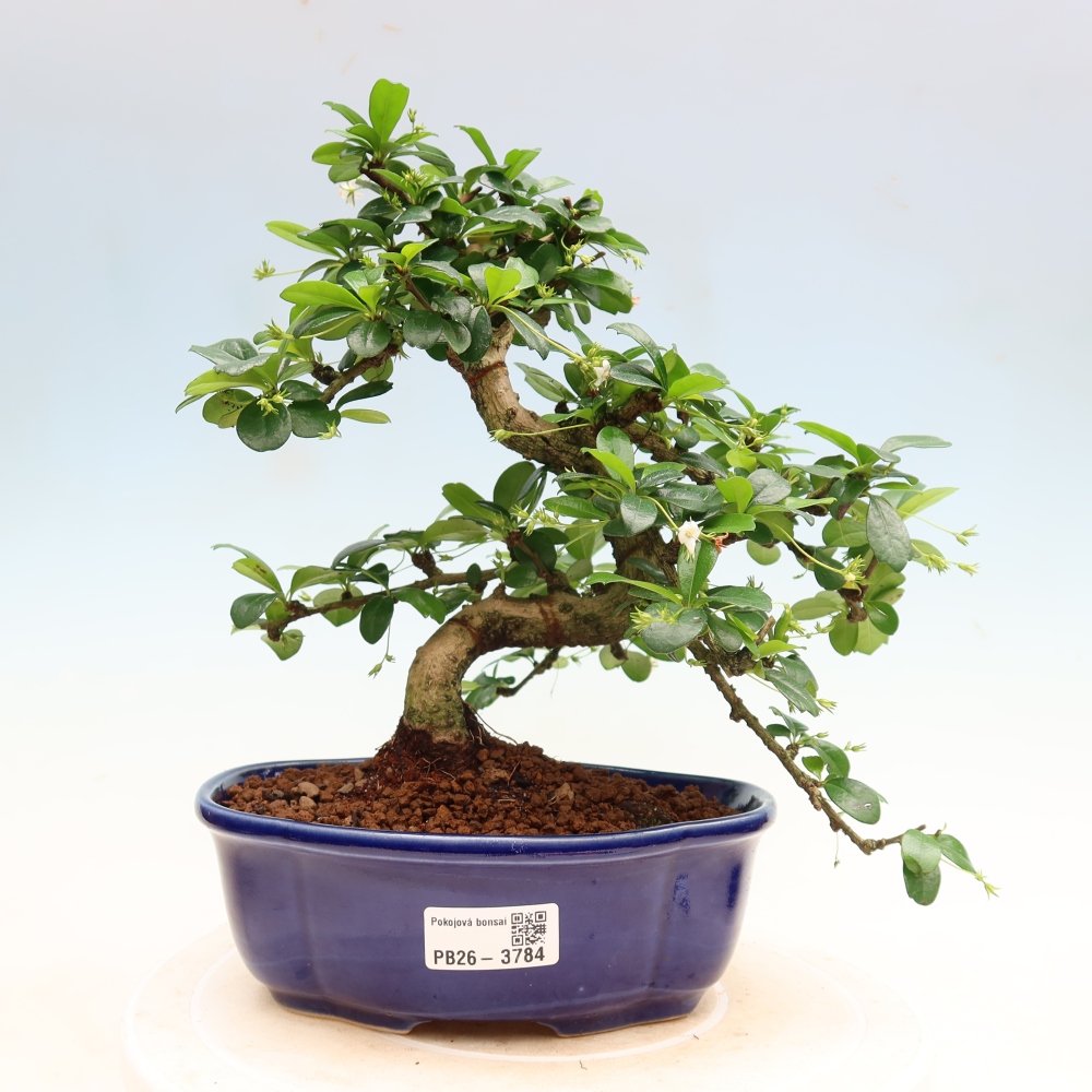 Camera bonsai - Carmona macrophylla - Tea fuki