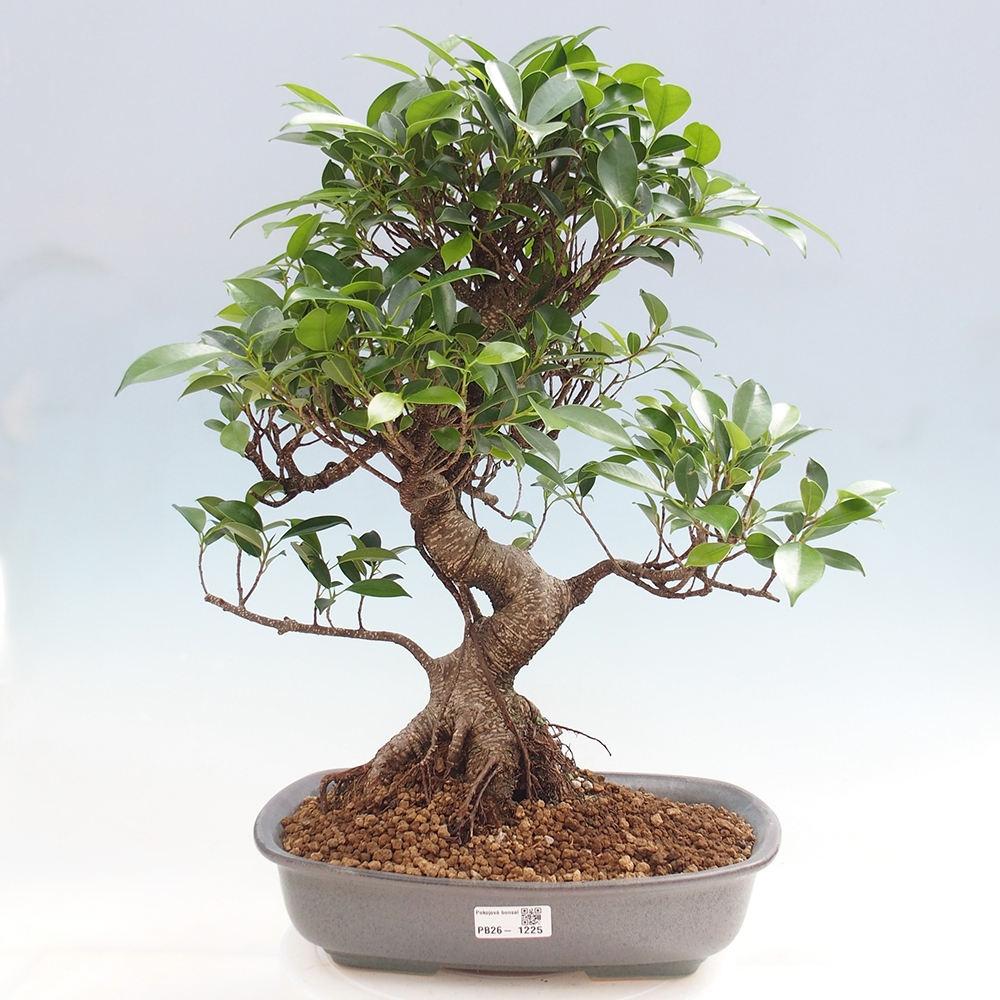 Camera bonsai - Ficus kimmen - ficus a foglie piccole