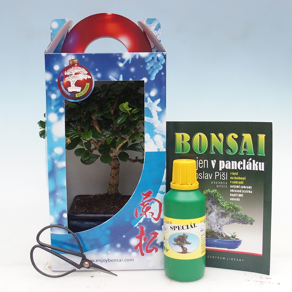 Bonsai da camera in confezione regalo Carmona microphylla - Tea fuki