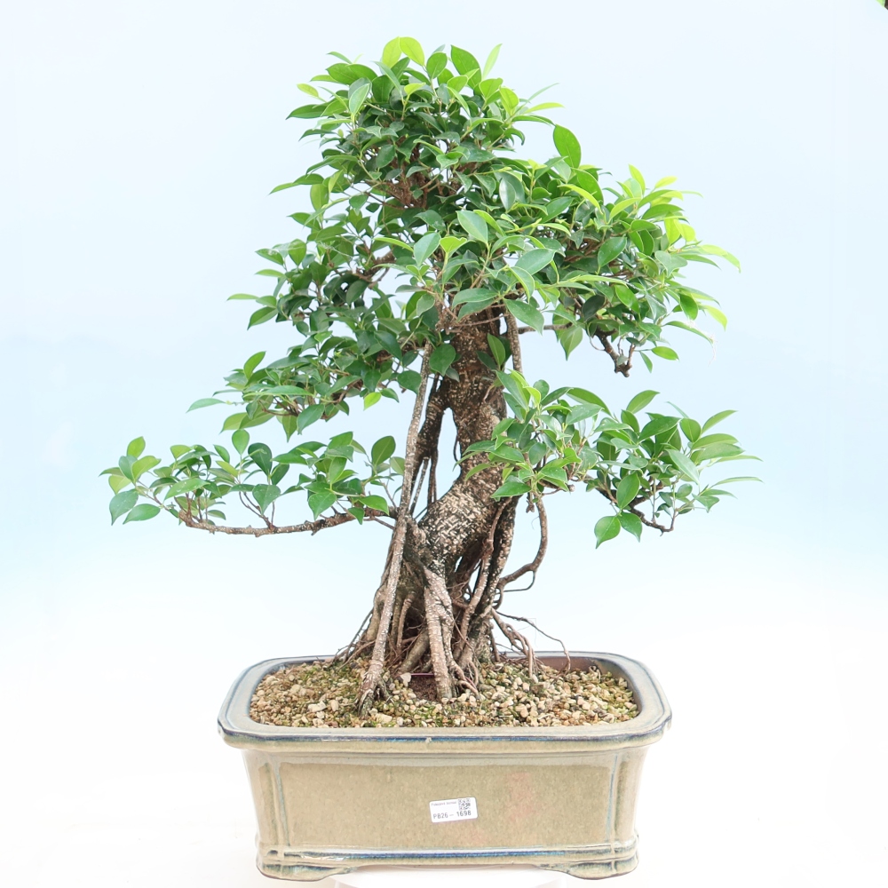 Camera bonsai - Ficus kimmen - ficus a foglie piccole