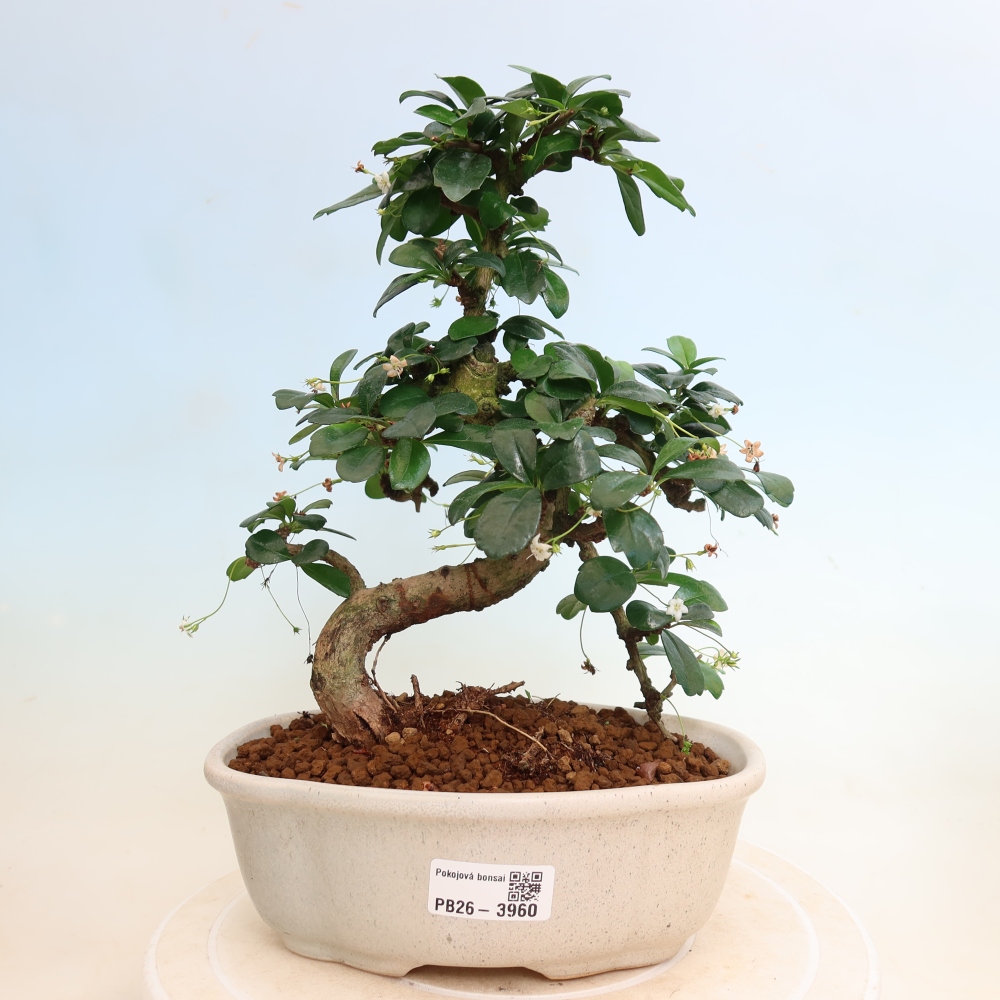 Camera bonsai - Carmona macrophylla - Tea fuki