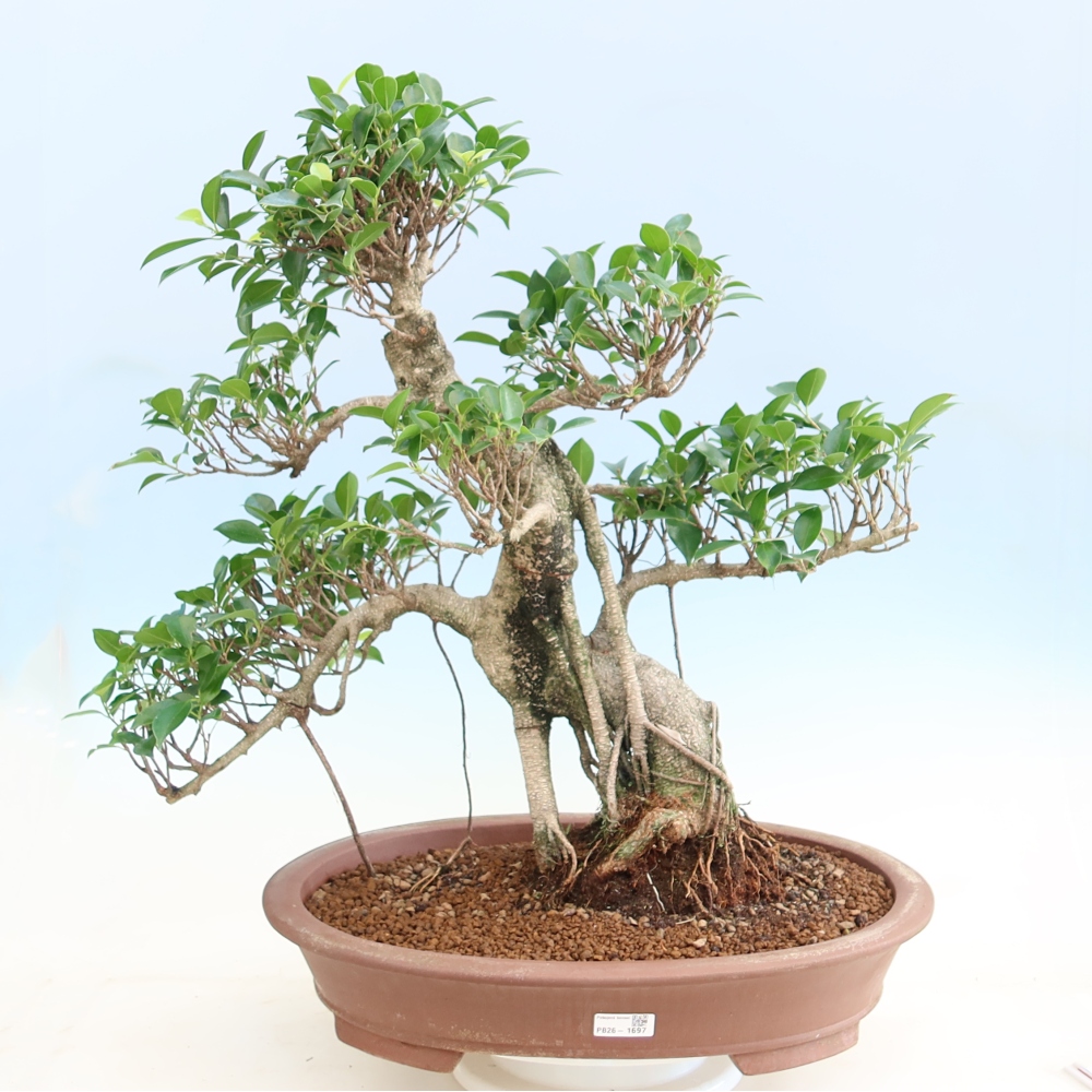 Camera bonsai - Ficus kimmen - ficus a foglie piccole
