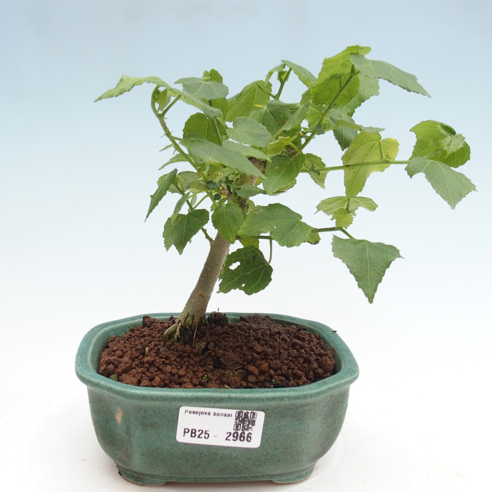 Bonsai da interno - Malvaviscus arboreus