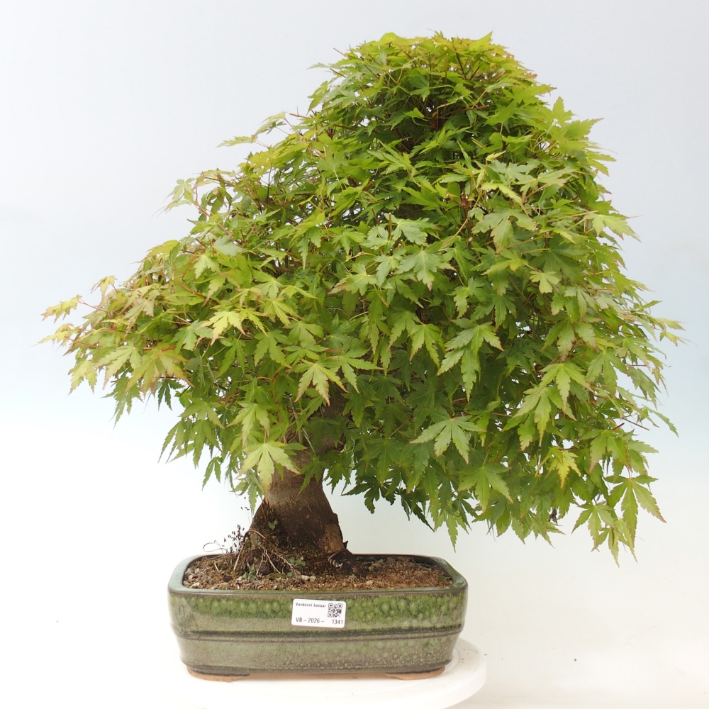 Bonsai da esterno - Acer palmatum - SOLO preparazione del pallet