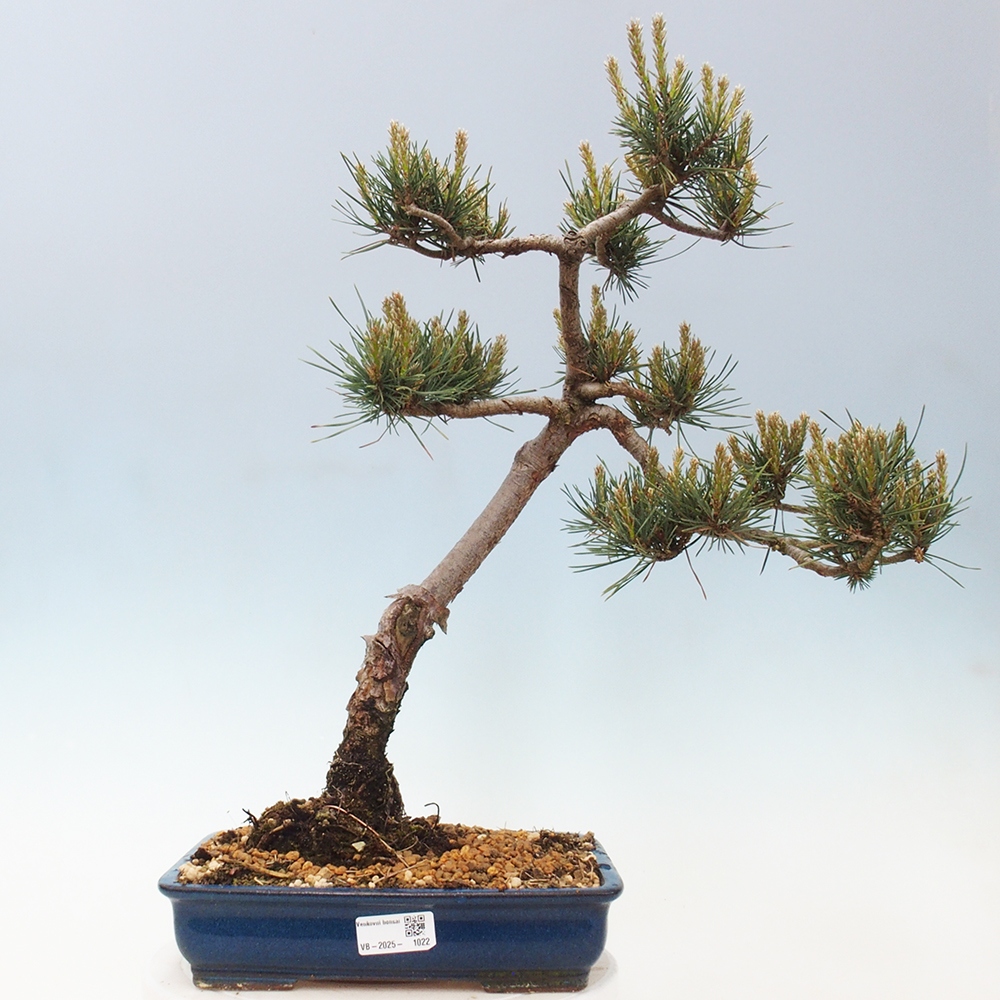 Bonsai da esterno - Pinus Sylvestris Watererri - Pino silvestre