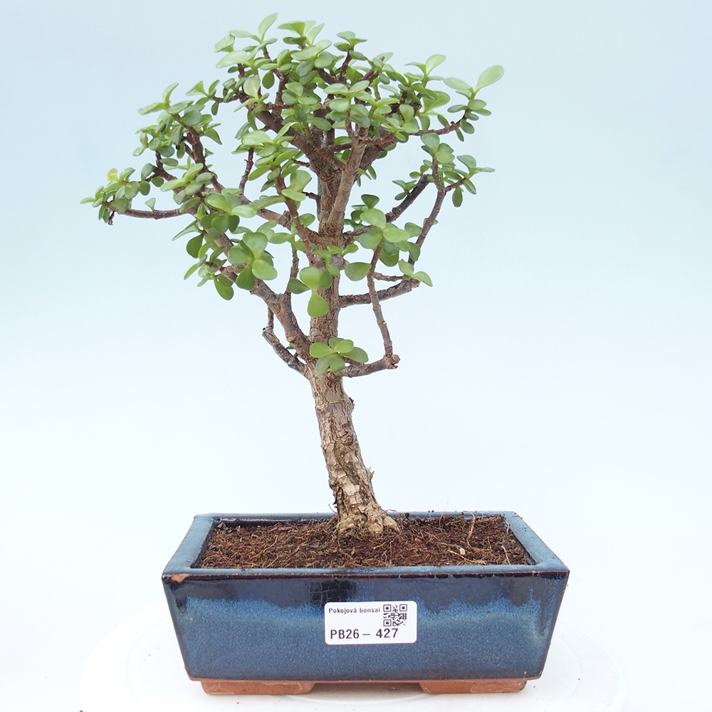 Camera bonsai - Portulakaria Afra - Tlustice