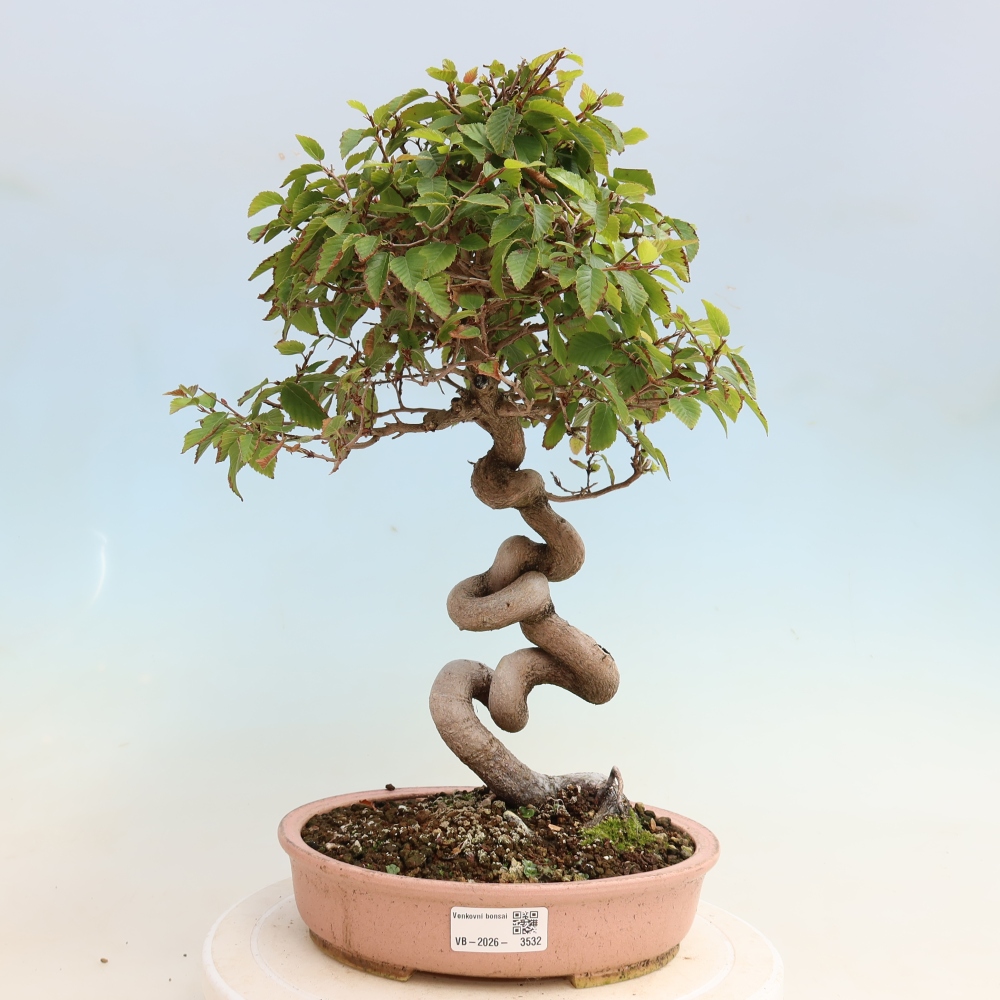 Bonsai da esterno -Carpinus CARPINOIDES - Carpino coreano