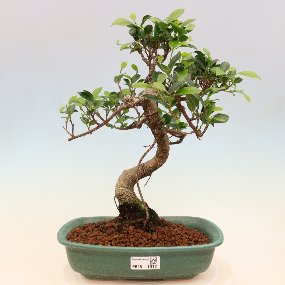 Camera bonsai - Ficus kimmen - ficus a foglie piccole