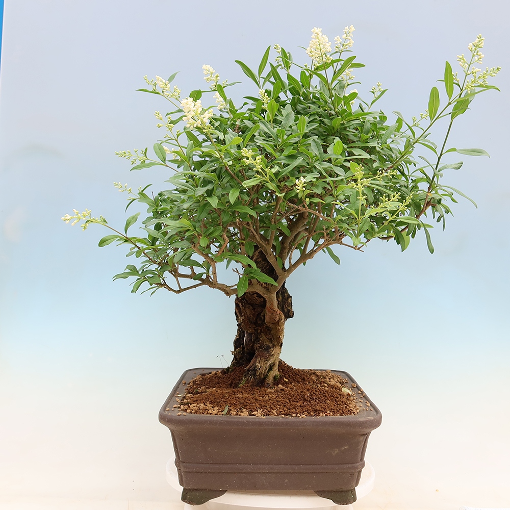 Bonsai da esterno - Ligustrum vulgare - Becco d'uccello