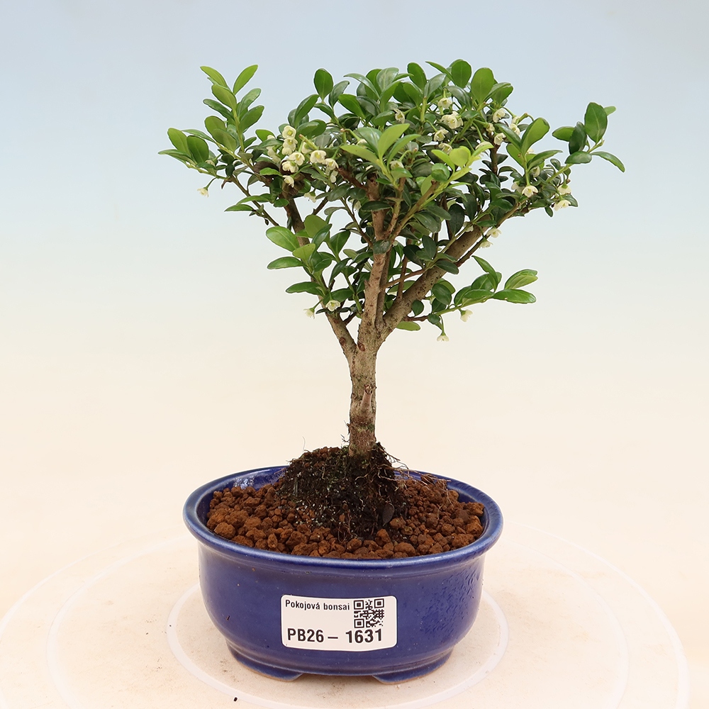 Camera bonsai - Ilex crenata - Agrifoglio
