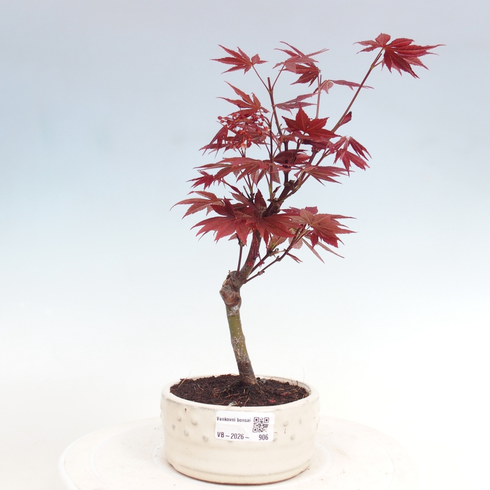 Bonsai da esterno - Palma Acer. Atropurpureum-Javor palmate