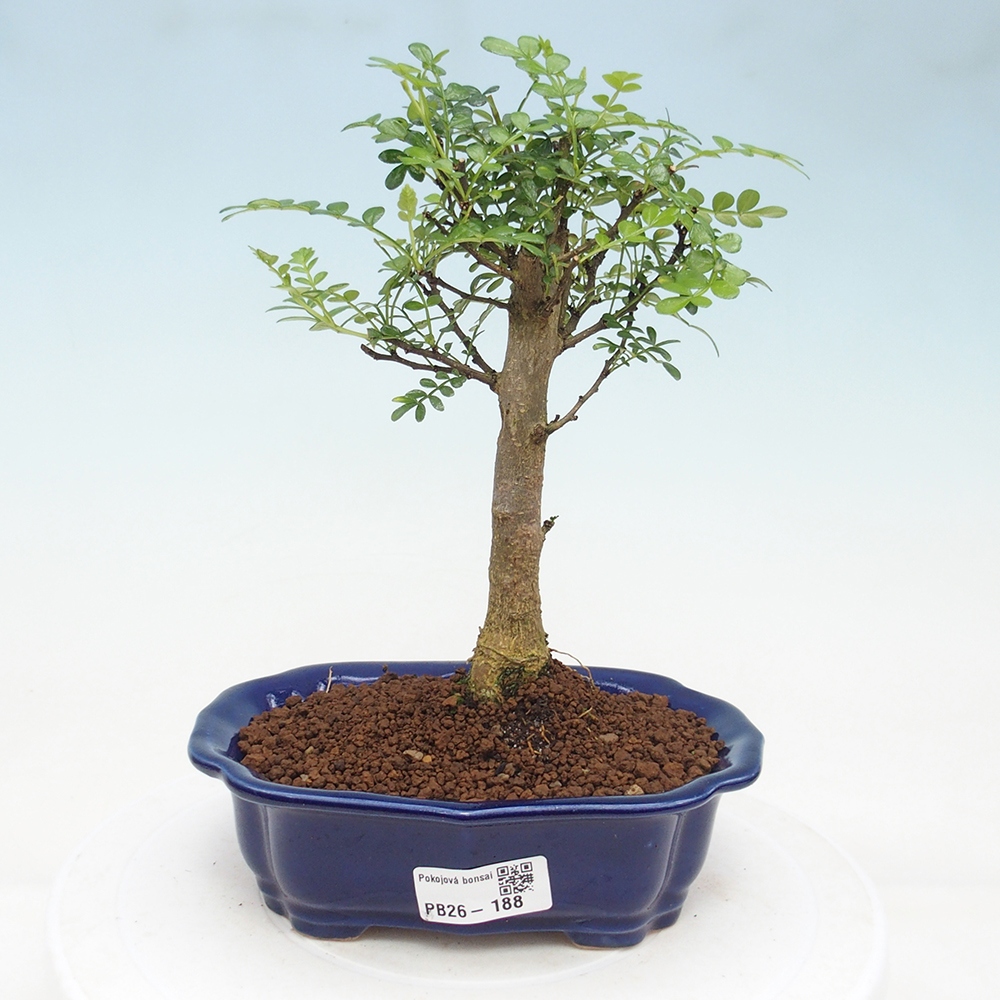 Camera bonsai - Zantoxylum piperitum - albero del pepe