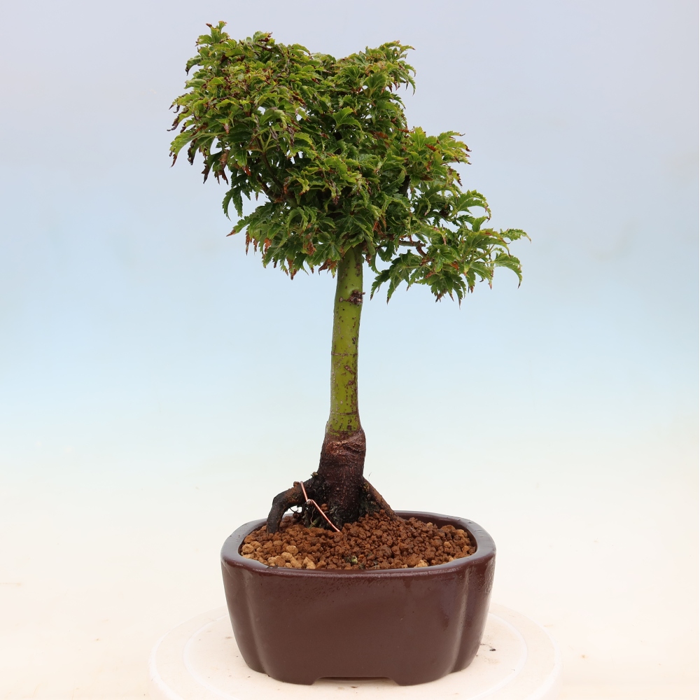 Bonsai da esterno -Palma di Giava Acer palmatum Shishigashira
