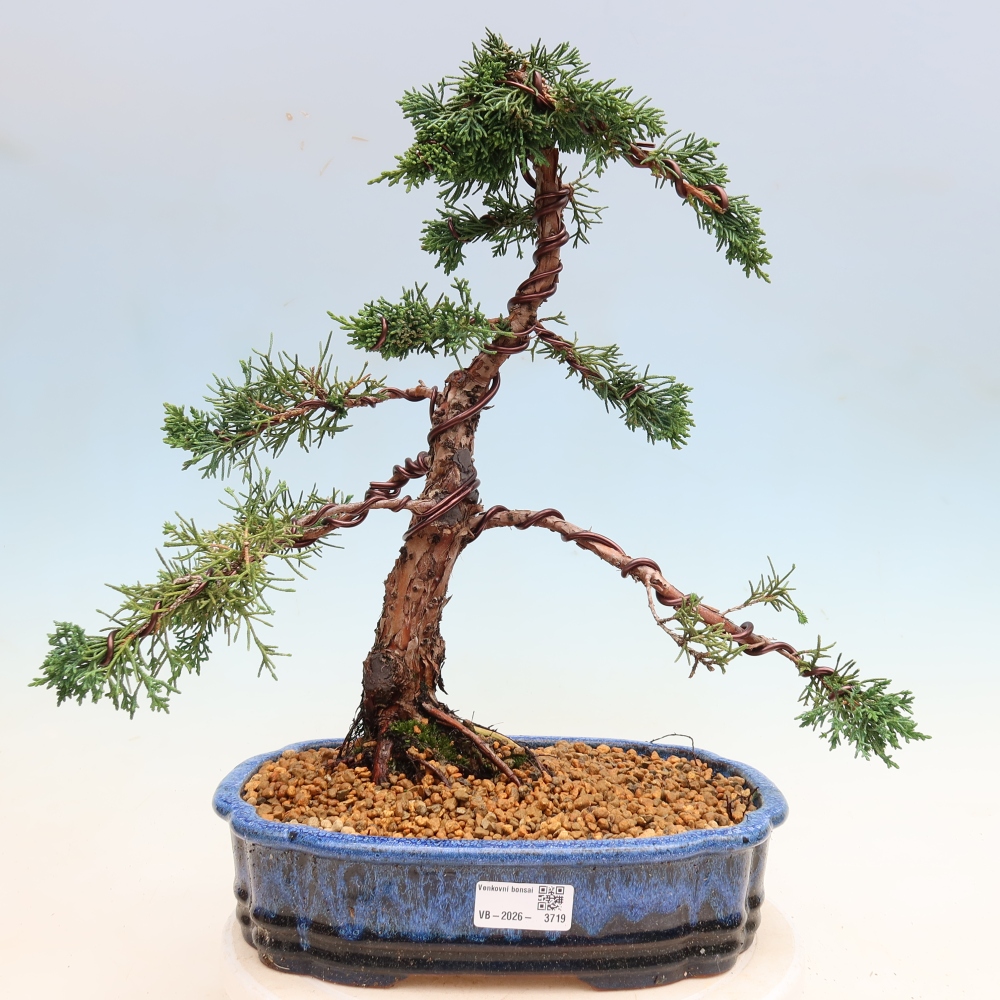 Bonsai da esterno - Juniperus chinensis Kishu