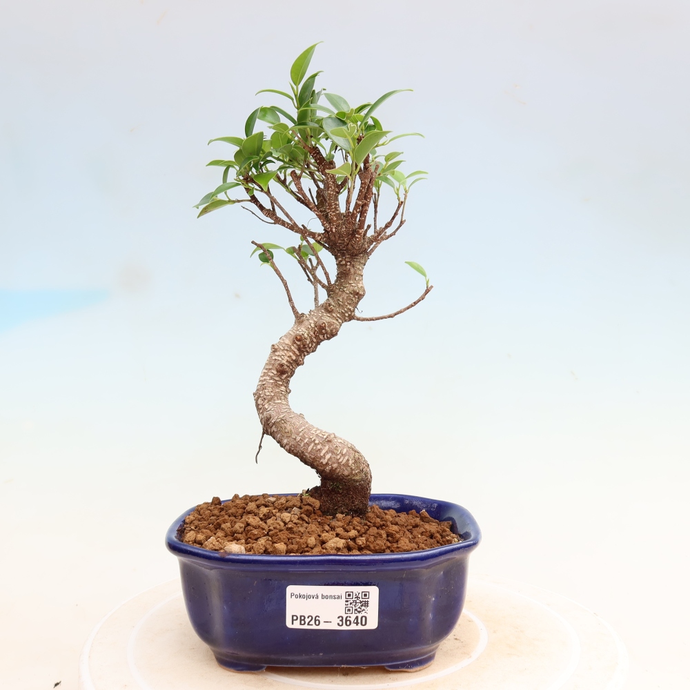 Camera bonsai - Ficus kimmen - ficus a foglie piccole