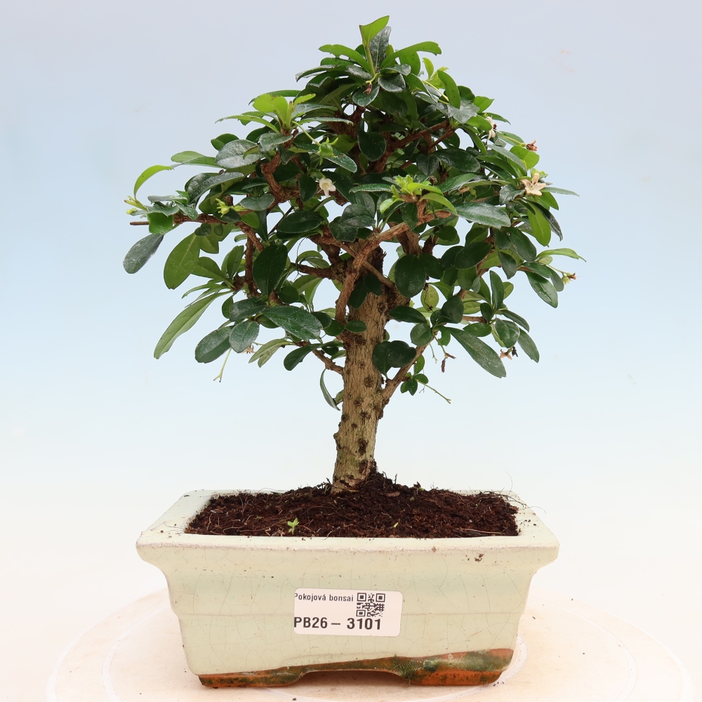 Camera bonsai - Carmona macrophylla - Tea fuki