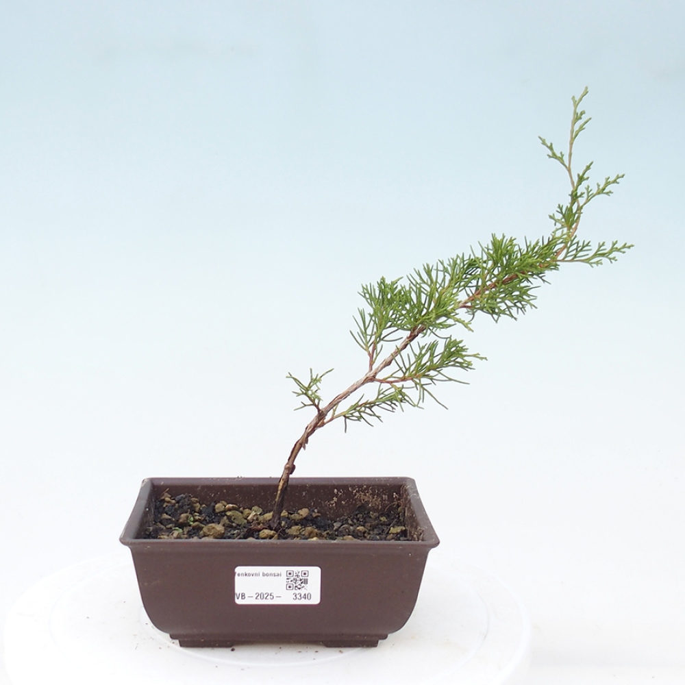 Bonsai da esterno - Juniperus chinensis Itoigawa