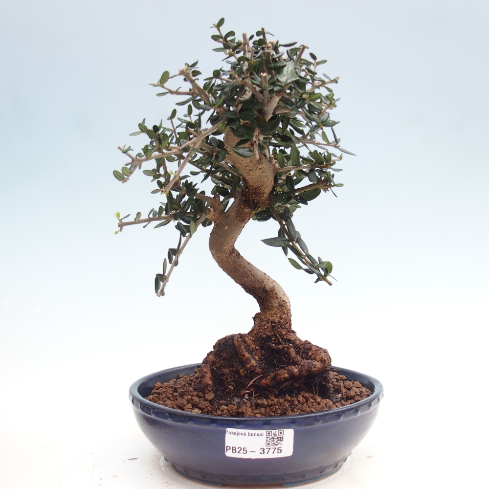 Bonsai da interno - Olea europaea sylvestris