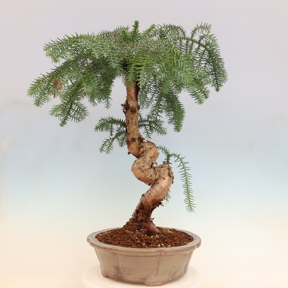Bonsai da camera - Araucaria - Abete da camera