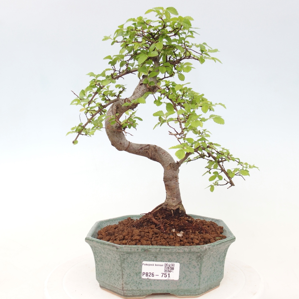 Camera bonsai - Ulmus parvifolia - Olmo a foglie piccole